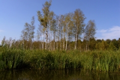 Rzeka Sawica